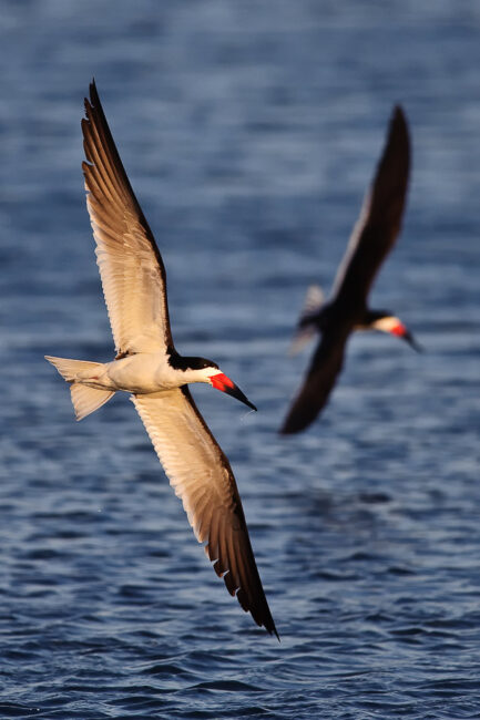 An image of Black Skimmers captured at ISO 800 and 1/2000 shutter speed
